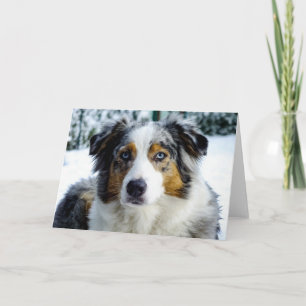 Miniature American Shepherd Blue Merle Karte