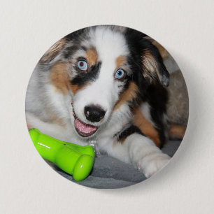 Miniature American Shepherd Blue Merle Puppy Button