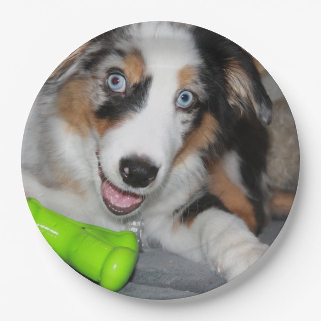 Miniature American Shepherd Blue Merle Puppy Pappteller (Vorderseite)