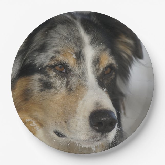 Miniature American Shepherd Blue Merle second Pappteller (Vorderseite)