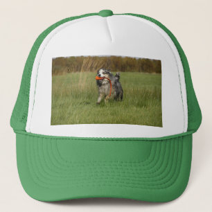 Miniature American Shepherd Blue Merle w Toy Truckerkappe