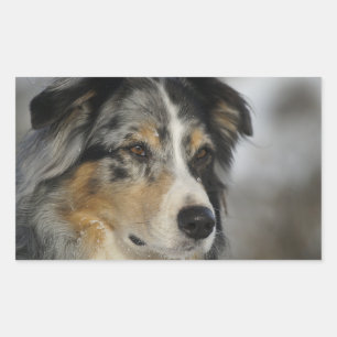 Miniature American Shepherd Blue Merle zweiter Rechteckiger Aufkleber