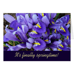 Miniature Bleu Irises Printemps Floral