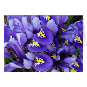 Miniature Bleu Irises Printemps Floral