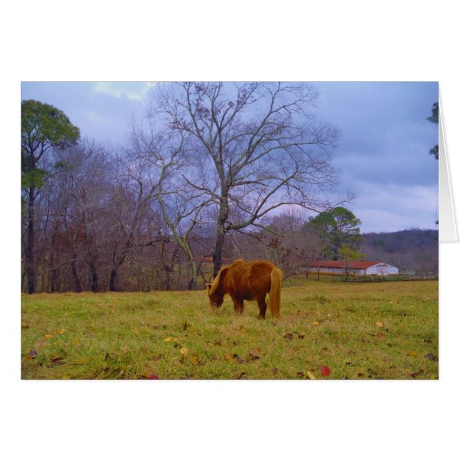 Miniature brun cheval bleu ciel (Devant horizontal)
