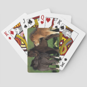 Miniature Foals 1 Spielkarten