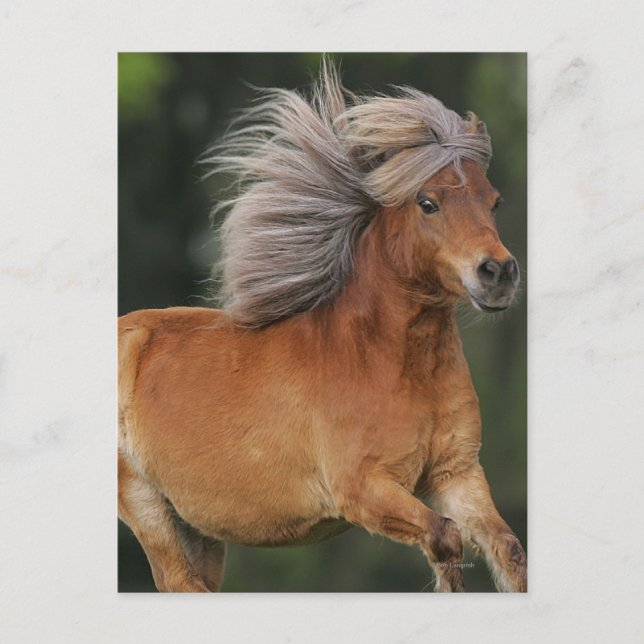 Miniature Horse Running Postkarte (Vorderseite)