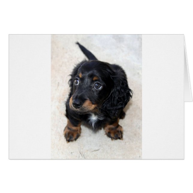 Miniature Long Haired Dashund (Devant horizontal)