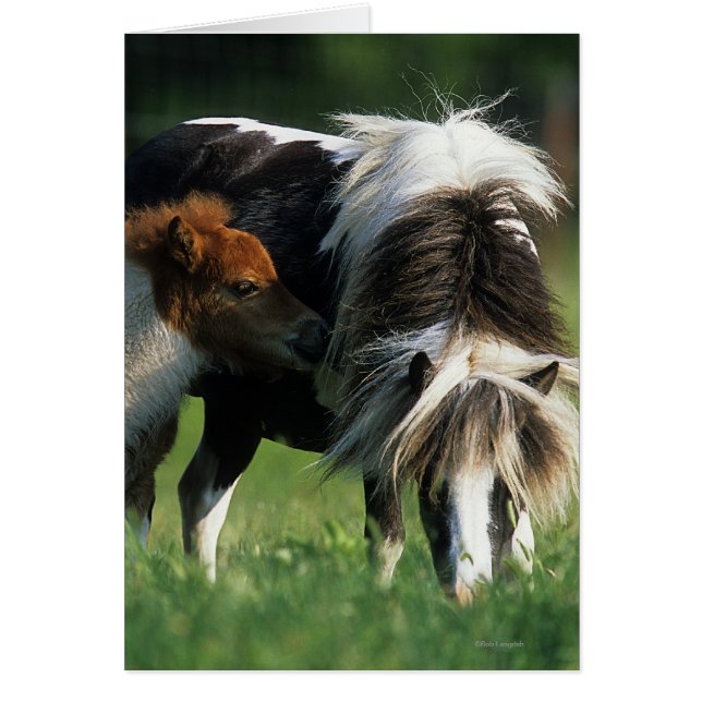 Miniature Mare & Foies 2 (Devant)