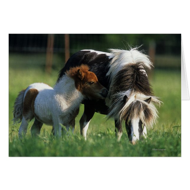 Miniature Mare & Foies 2 (Devant horizontal)