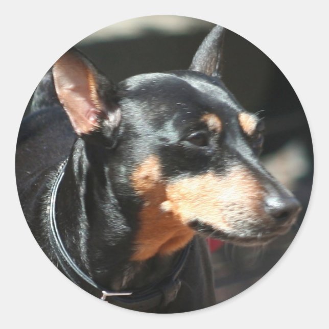 Miniature Pinscher-Aufkleber Runder Aufkleber (Vorderseite)