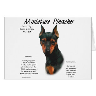 Miniature Pinscher (blk/rust) Historie Design