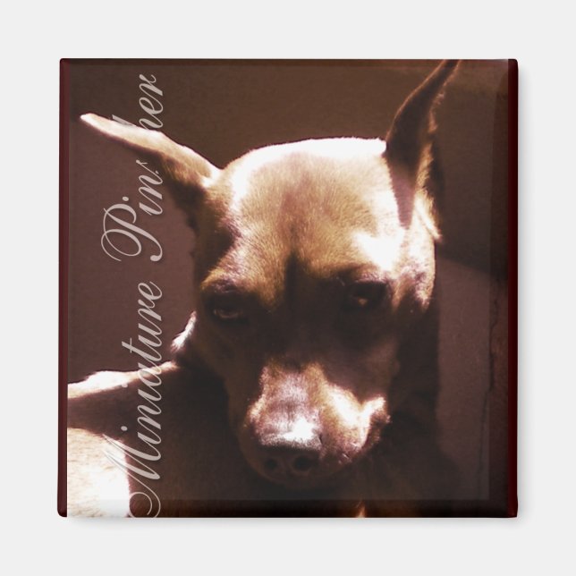 Miniature Pinscher Magnet (Vorne)
