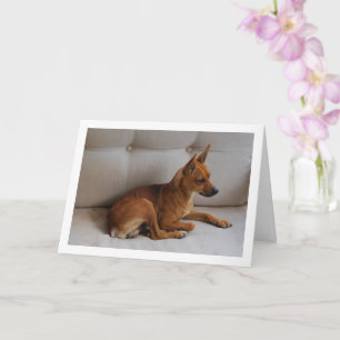 Miniature Pinscher Portrait Karte
