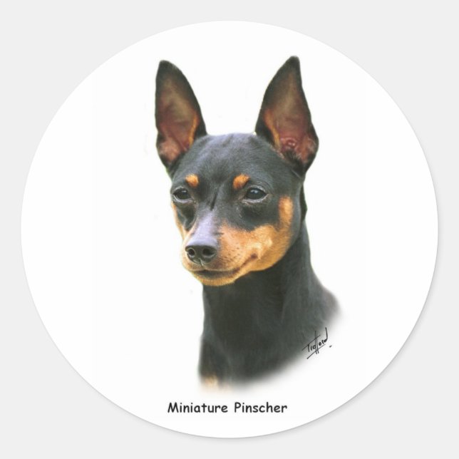 Miniature Pinscher Runder Aufkleber (Vorderseite)