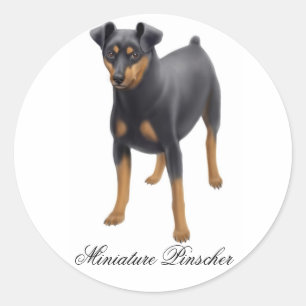 Miniature Pinscher Sticker