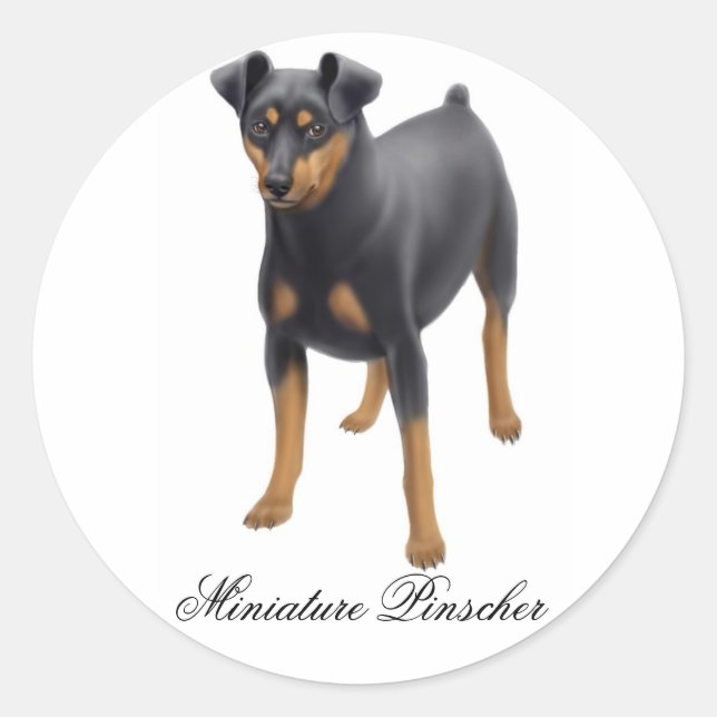 Miniature Pinscher Sticker (Vorderseite)