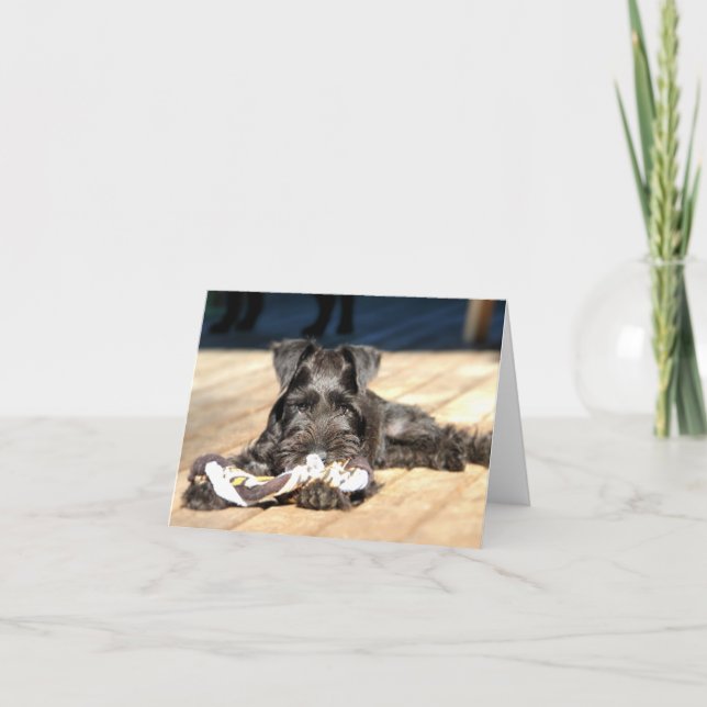 Miniature Schnauzer Note Card #6 - leer Karte (Vorderseite)