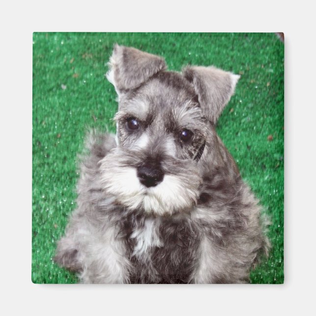 Miniature Schnauzer Puppy Magnet (Vorne)