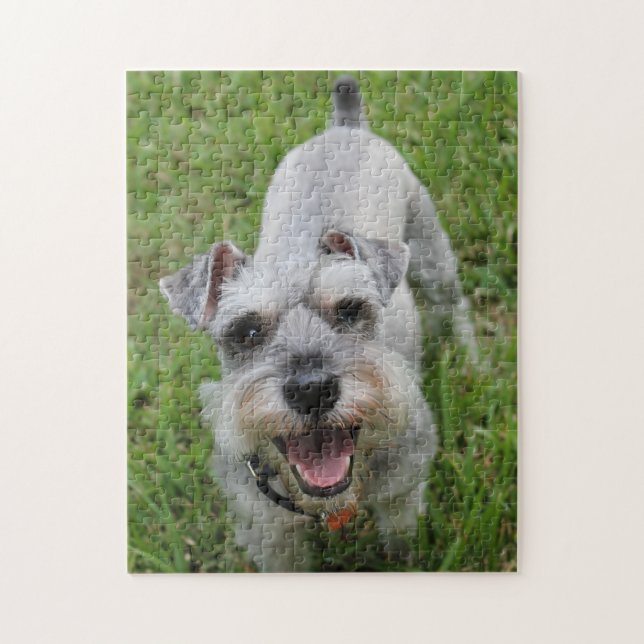 Miniature Schnauzer Smiling (Vertikal)