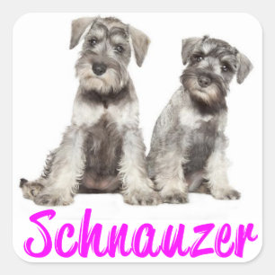 Miniature Schnauzer Welpenhühner Liebe Sticker