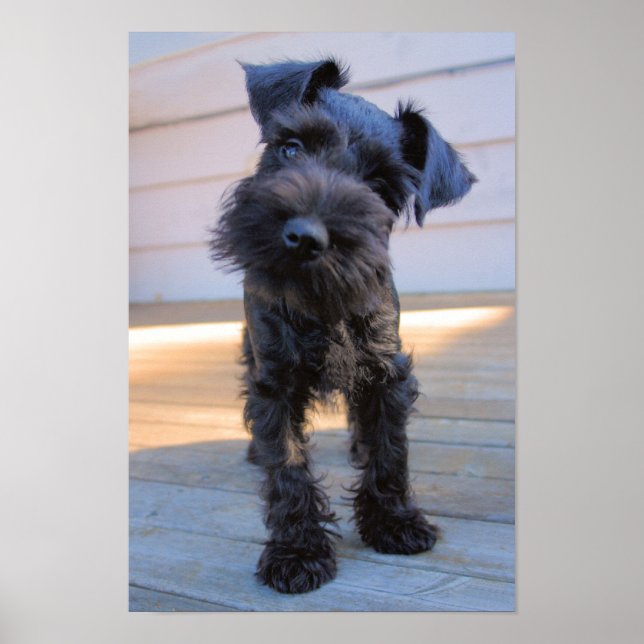 Miniature Schnauzer Welpenposter Poster (Vorne)