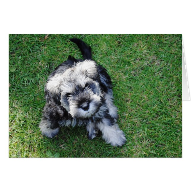 Miniature Schnauzer Welppy (Vorderseite (Horizontal))
