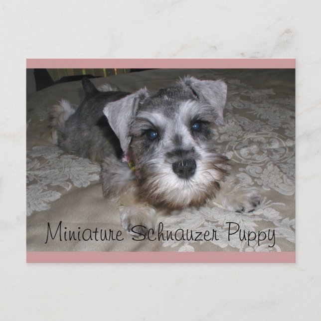 Miniature Schnauzer Welppy Postkarte (Vorderseite)