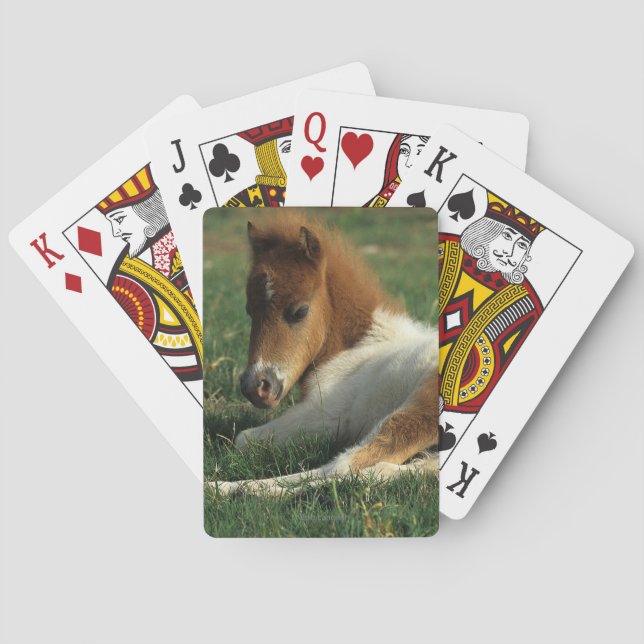 Miniaturfohlen nach unten spielkarten (Rückseite)