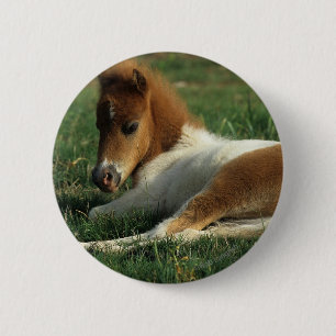 Miniaturfohlen-Niederlegung Button