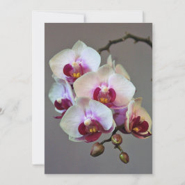 Miniaturorchidee Einladung