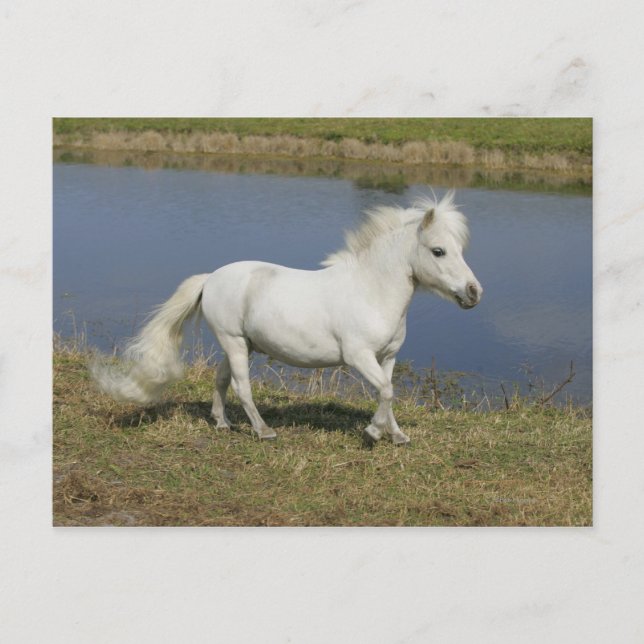 Miniaturpferd in der Nähe des Wassers Postkarte (Vorderseite)