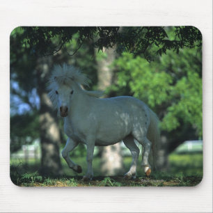Miniaturpferd stehend in den Bäumen Mousepad