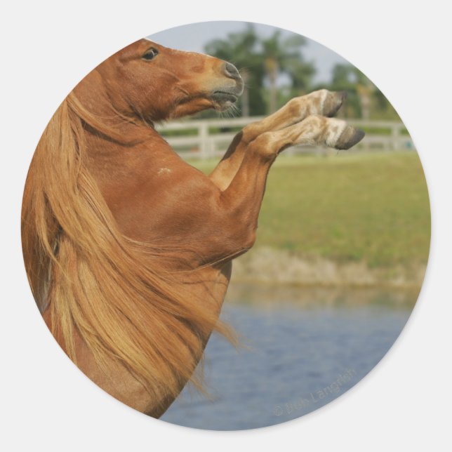 MiniaturPferdezucht Runder Aufkleber (Vorderseite)