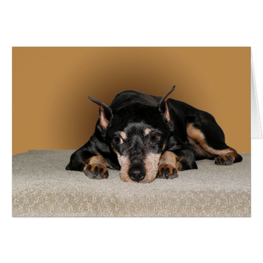 Miniaturpinscher-alias minimales Button Karte