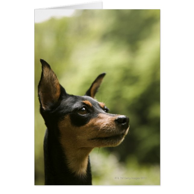 Miniaturpinscher (Button) 2 (Vorne)