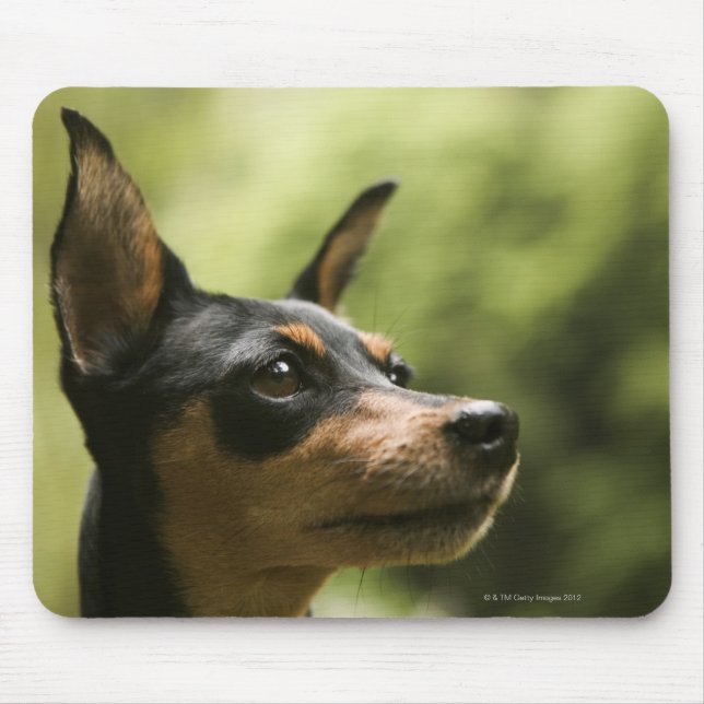 Miniaturpinscher (Button) 2 Mousepad (Vorne)