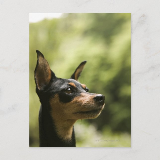 Miniaturpinscher (Button) 2 Postkarte (Vorderseite)