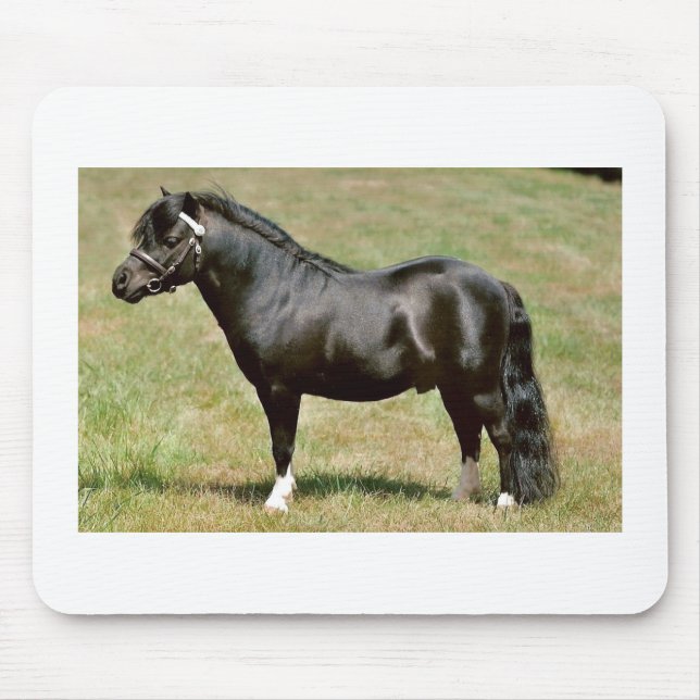 Miniaturpony Stallion Mousepad (Vorne)