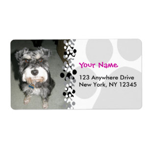 Miniaturschnauzer-Foto