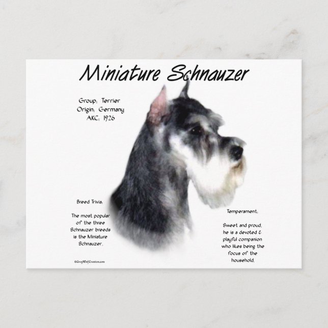 Miniaturschnauzer Geschichtsdesign Postkarte (Vorderseite)