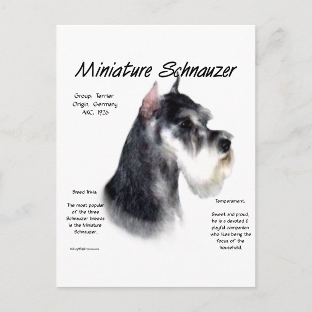 Miniaturschnauzer Geschichtsdesign Postkarte (Vorderseite)