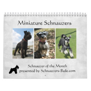 Miniaturschnauzer-Kalender Kalender