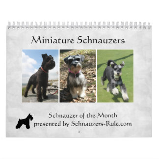 Miniaturschnauzer-Kalender Kalender