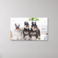 Miniaturschnauzer stehend am Tisch