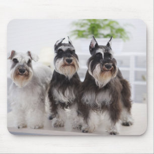 Miniaturschnauzer stehend am Tisch Mousepad