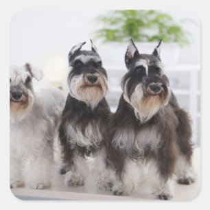 Miniaturschnauzer stehend am Tisch Quadratischer Aufkleber