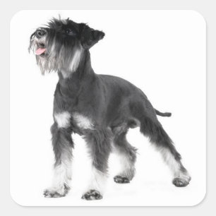 Miniaturschnauzer-Welpen-Hund-Label-Aufkleber Quadratischer Aufkleber