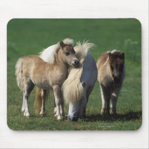 Miniaturstute u. Fohlen 1 Mousepad