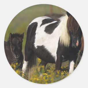 Miniaturstute u. Fohlen in den Blumen Runder Aufkleber
